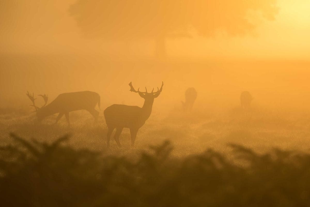 Fotografia 12 do imóvel